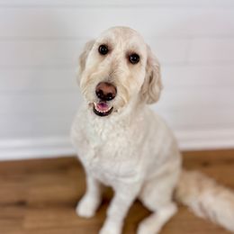Tillie - Goldendoodle