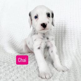 Chai - Blue Eye - LUA long coat - White and black female Dalmatian puppy in Davenport, Florida from Sunny Jewels Dalmatians