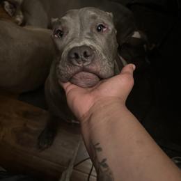 American Bully Puppies from M&M XL Bully Kennel