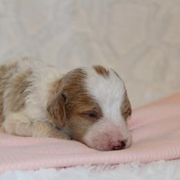 Girl 3 - Parti female Poodle puppy in Somerset, Ohio from Odyssey Pups