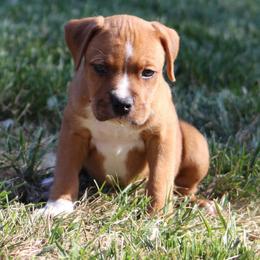 Nico - Red male American Staffordshire Terrier puppy in Guilford County, North Carolina from Explicit Kennel