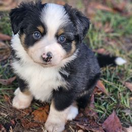 Aussiedoodles, Miniature Australian Shepherds, and Toy Australian Shepherds from Windfallpuppies