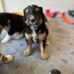 Bernedoodle, Bernese Mountain Dog, and Pyredoodle Puppies from The Canine Society