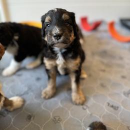 Bernedoodle, Bernese Mountain Dog, and Pyredoodle Puppies from The Canine Society