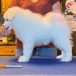 Samoyeds from Singing Dog