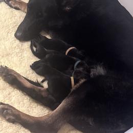 Girl 3 - Sable female German Shepherd puppy in Chino, California from BlueStone K9