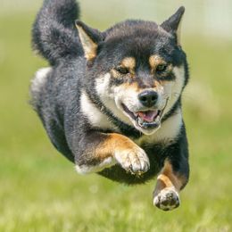 Shiba Inu from Magnum Shiba Inus