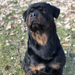 Opie - Rottweiler