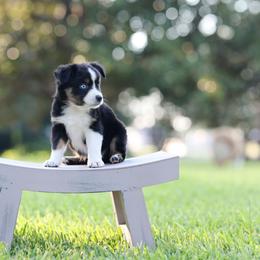 Chai - Black tri female Miniature Australian Shepherd puppy in White Oak, Texas from Triple Lake Ranch Miniature Australian Shepherds