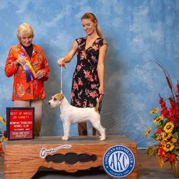 Parson Russell Terrier All Grown Up from Parhelion Parsons