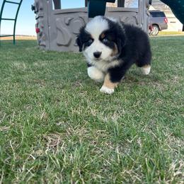 Spark - Black tri-color female Australian Shepherd puppy in Fort Recovery, Ohio from Mud Path Australian Shepherds