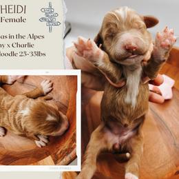 Heidi - Red  female Goldendoodle puppy in Hilton, New York from The House of Goldendoodle