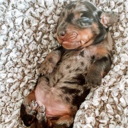 Dachshund Puppies from Cotton Hill Dachshunds