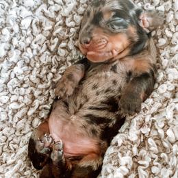 Dachshund Puppies from Cotton Hill Dachshunds