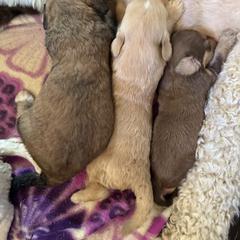 Bernedoodle, Double Doodle, and Saint Berdoodle Puppies from Remington Kennels, LLC