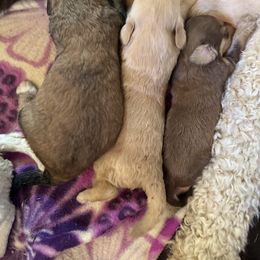 Bernedoodle, Double Doodle, and Saint Berdoodle Puppies from Remington Kennels, LLC