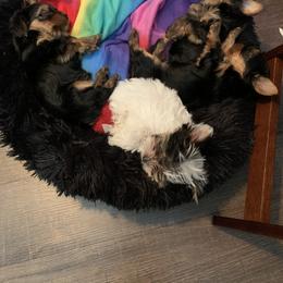 Yorkshire Terrier Puppies from Missy Lu Lap Puppies
