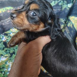 Puppy 4 - Black and tan female Dachshund puppy in Clayton, Indiana from Love Struck Miniature Dachshunds