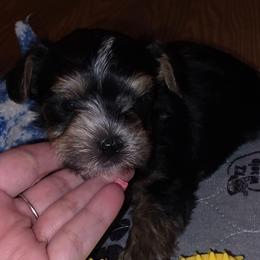 River - Tri-color male Yorkipoo puppy in Cottageville, South Carolina from Mandy's Yorkie's , Yorkiepoo's & Maltipoo's