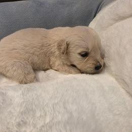 Baby Girl Light Pink - Light golden female Golden Retriever puppy in Clarksville, Tennessee from 255 Goldens