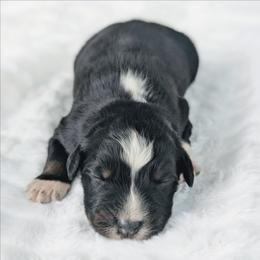 Boy 3 Blue - Black tri-color male Australian Shepherd puppy in Yakima, Washington from Naches Heights Ranch