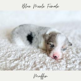 Muffin - Blue female Pembroke Welsh Corgi puppy in Onalaska, Washington from Shoestring Valley Corgis