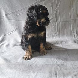 Dubloons - Phantom male Poodle puppy in Elk, Washington from Nothing better than Standard poodles
