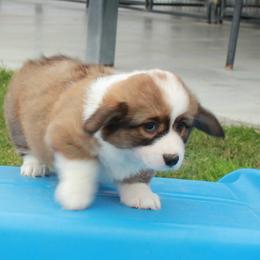 Aquamarine - Teal collar Female - Red female Pembroke Welsh Corgi puppy in Victoria, Texas from Clear Creek Corgis