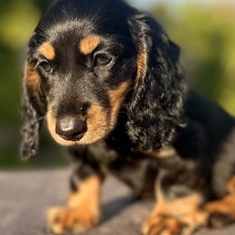 Male 1 - Dachshund puppy in North Port, Florida from Jessica Louise Dachshunds