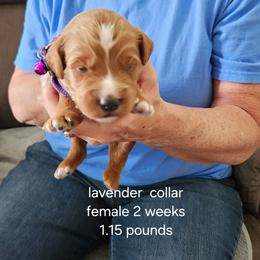 Lavender  collar - Red female Bernedoodle puppy in Fairmount, Indiana from Capens' Doodles,Poodles and Poo's