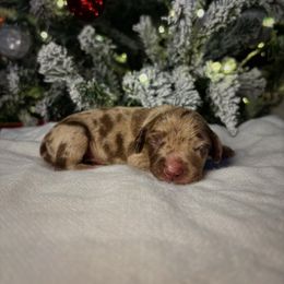 Aspen - Dapple male Dachshund puppy in Lumber City, Georgia from CarolinaDachshunds