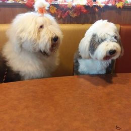 Old English Sheepdog All Grown Up from Lorie Douglas