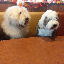 Old English Sheepdog All Grown Up from Lorie Douglas
