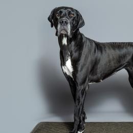 Great Danes from Knightwood Danes