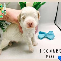 Leonardo - Parti male Goldendoodle puppy in Hilton, New York from The House of Goldendoodle