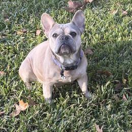 Daisy - French Bulldog