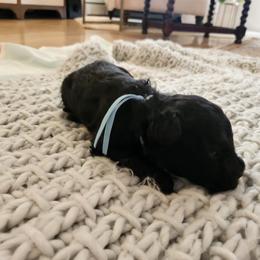 Mr Blue - Black male Pumi puppy in Albuquerque, New Mexico from Marylynn's Pumis