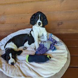English Springer Spaniel Puppies from MN Whispering Pines Springers