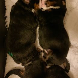Bernese Mountain Dog Puppies from Locust Hill Berners