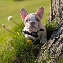 Hereford (Ford) - Fawn and white male French Bulldog puppy in Fort Atkinson, Wisconsin from Bishop Bullyz