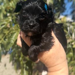 Jet - Black male Maltipoo puppy in Newport Beach, California from Exotic City Pomeranians and chihuahuas