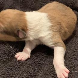 Boy 5 - male Collie puppy in Yulee, Florida from Three Collie Farm