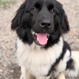 Beefy - White and black male Newfoundland puppy in Tully, New York from Bear Paw Newfoundlands