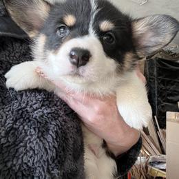 Pembroke Welsh Corgi Puppies from Enok Corgis