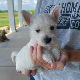 Red boy - White male West Highland White Terrier puppy in Idabel, Oklahoma from Ravens Nest Westies