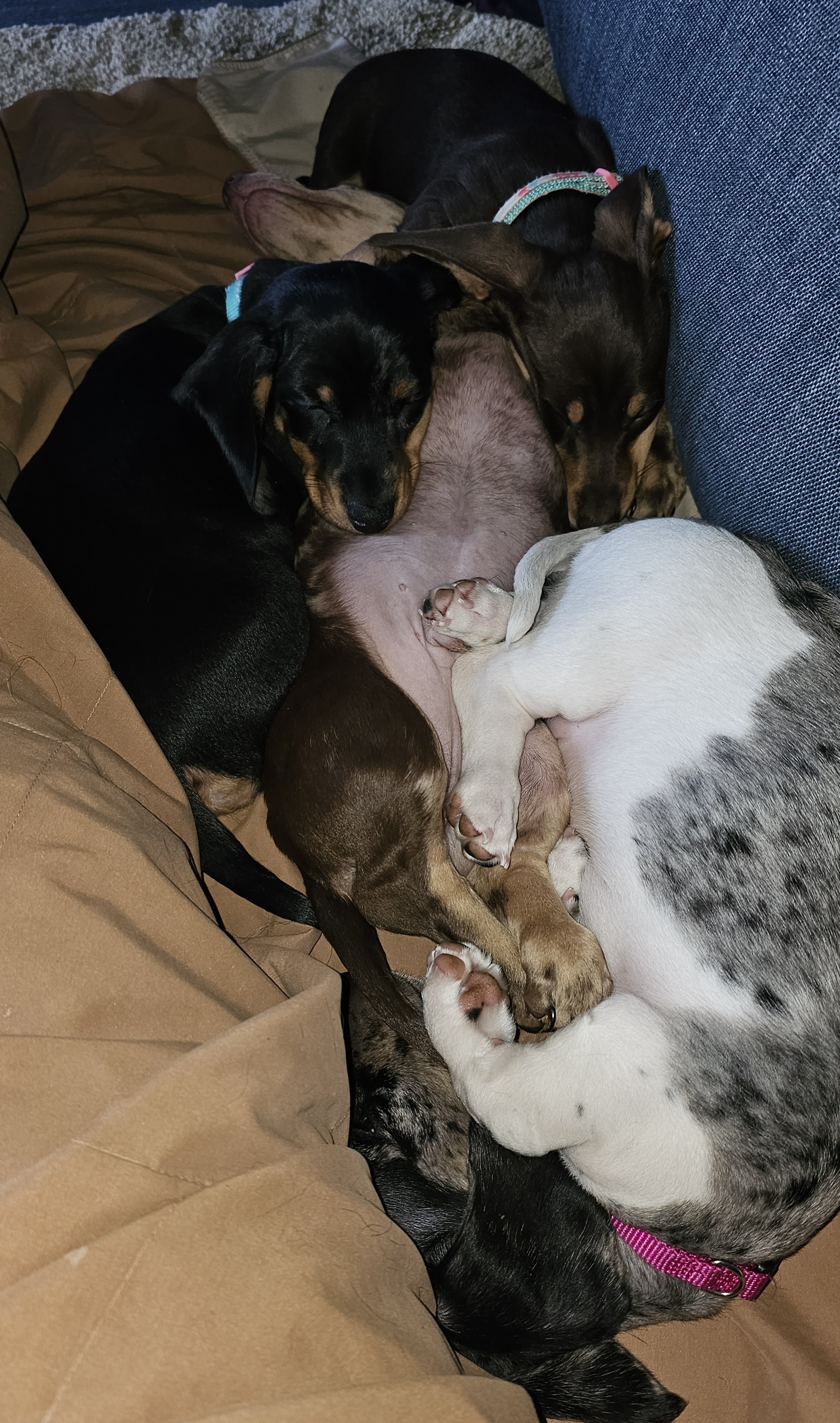 Dachshund puppies from Winnie's Wonders