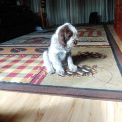 Spinone Italiano Puppies from Michigan Spinone