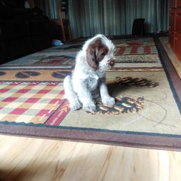 Spinone Italiano Puppies from Michigan Spinone