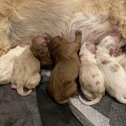 Bernedoodle and Goldendoodle Puppies from Pitter Patter Puppies NJ