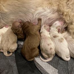 Bernedoodle and Goldendoodle Puppies from Pitter Patter Puppies NJ